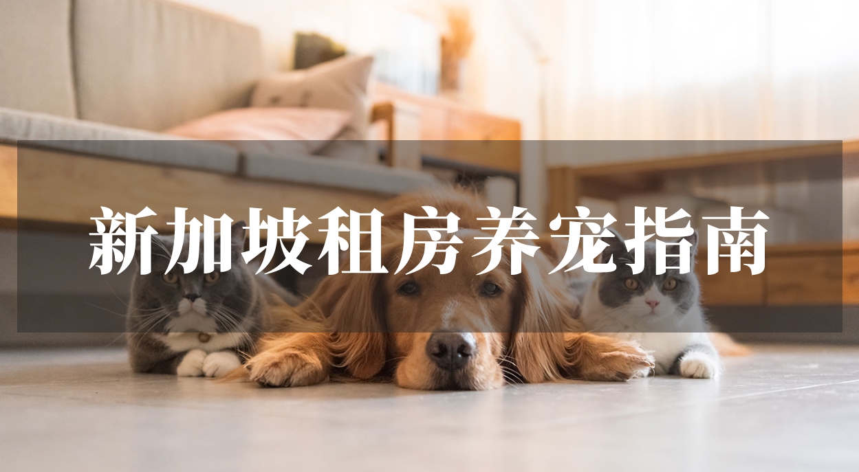 新加坡租房可以养宠物吗？有什么注意事项？