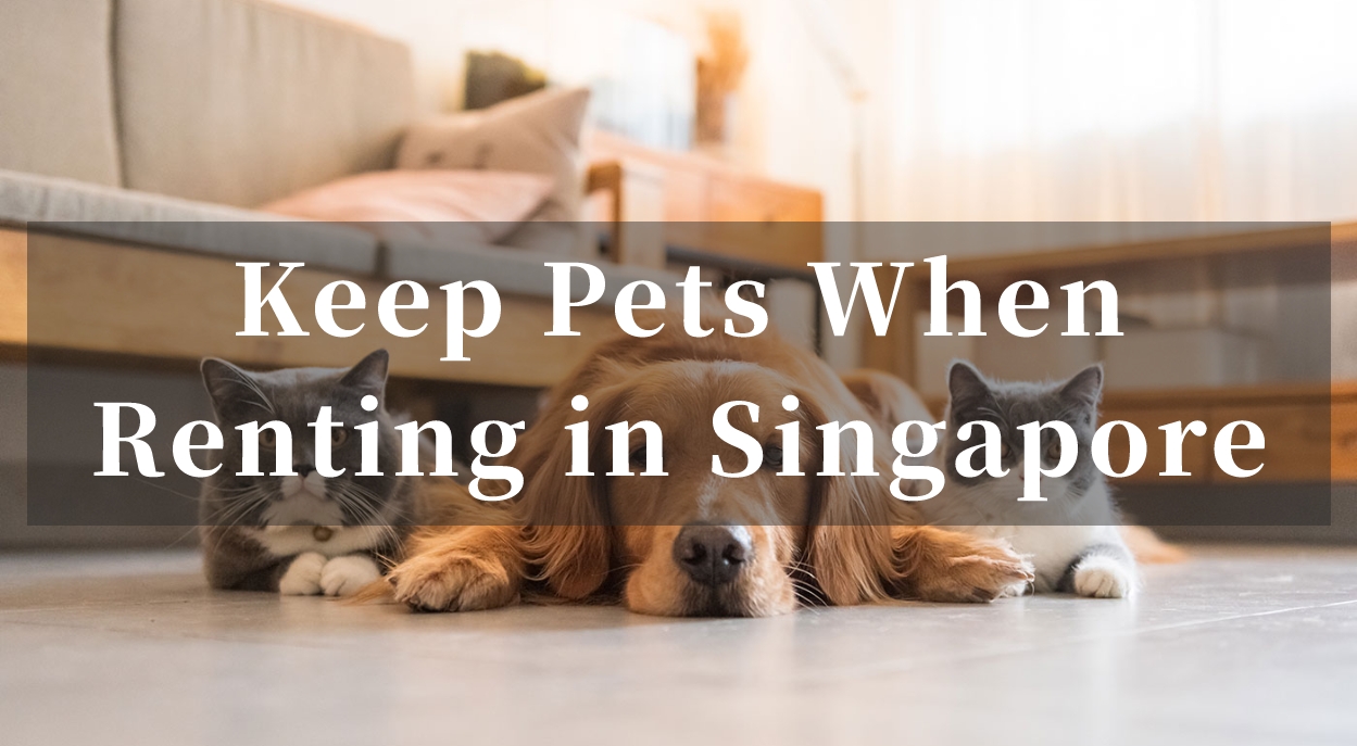 Can You Keep Pets When Renting in Singapore?