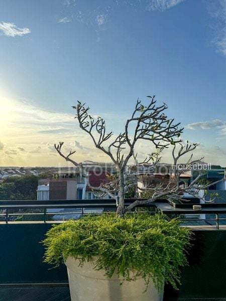 7+1 Bed Bungalow (Landed) for Sale in  Begonia Road, S$ 12,500,000, 4,667 sqft, Landed - Bungalow House